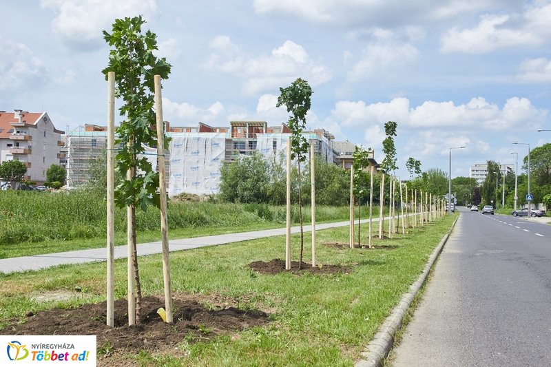 Faültetés a 4-es Huszárok útján