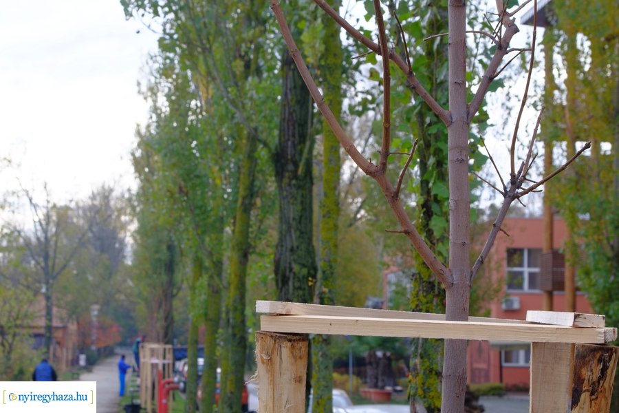 Faültetés a Blahán