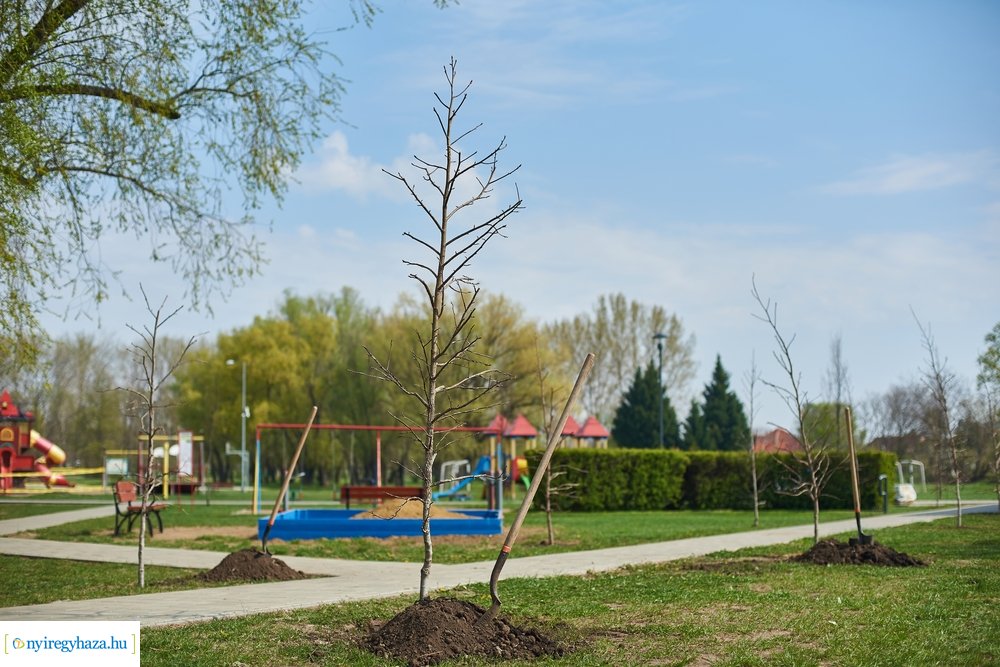 Faültetés a Bujtosi Városligetben 20210422