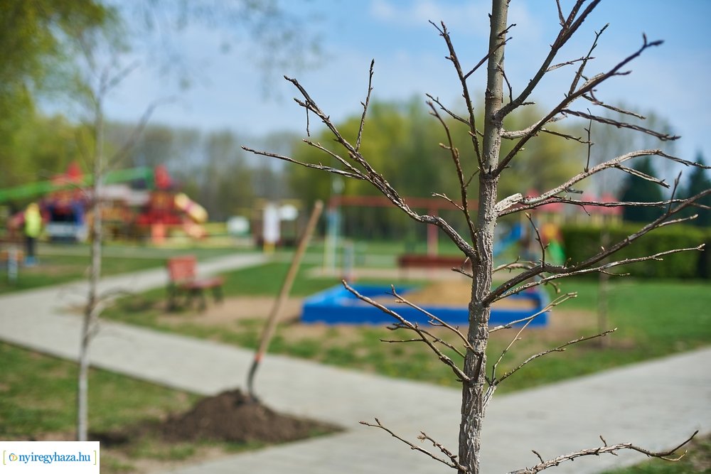 Faültetés a Bujtosi Városligetben 20210422