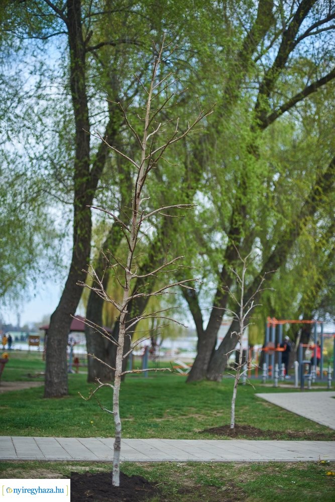 Faültetés a Bujtosi Városligetben 20210422