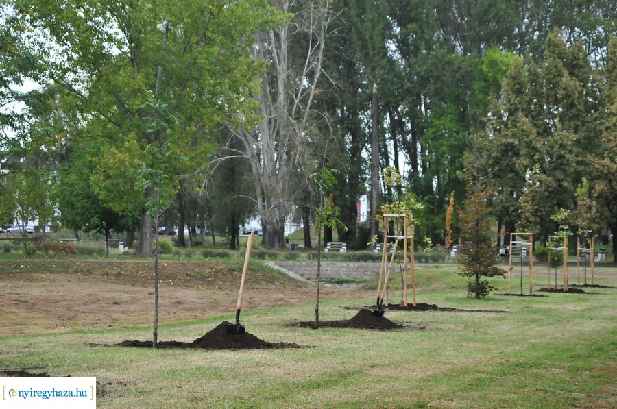 Faültetés a Bujtosi Városligetben 20231009