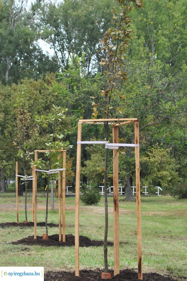 Faültetés a Bujtosi Városligetben 20231009
