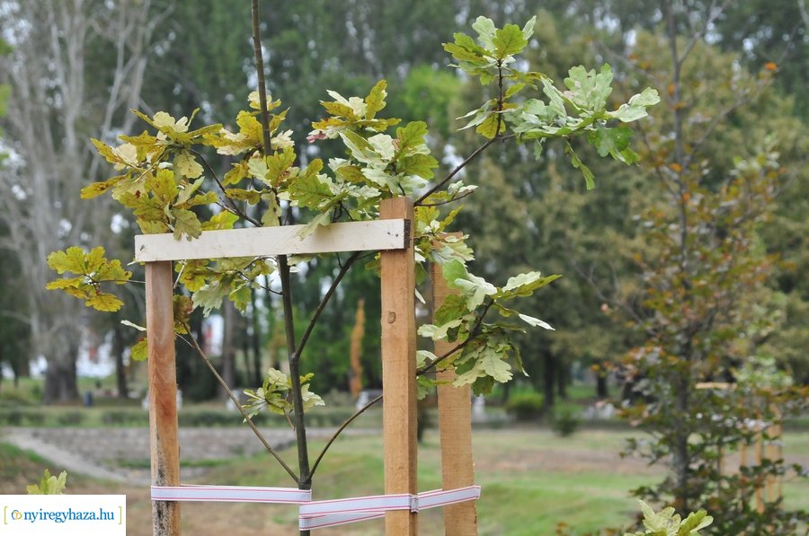 Faültetés a Bujtosi Városligetben 20231009