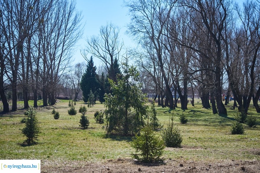 Faültetés a Bujtoson