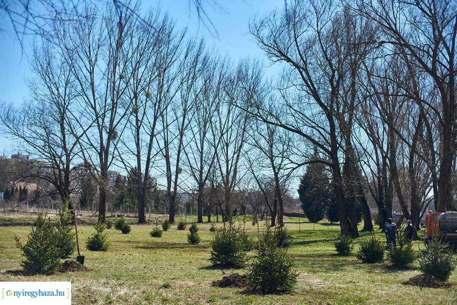 Faültetés a Bujtoson