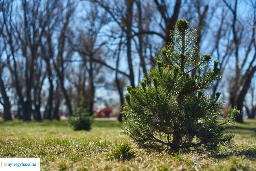 Faültetés a Bujtoson