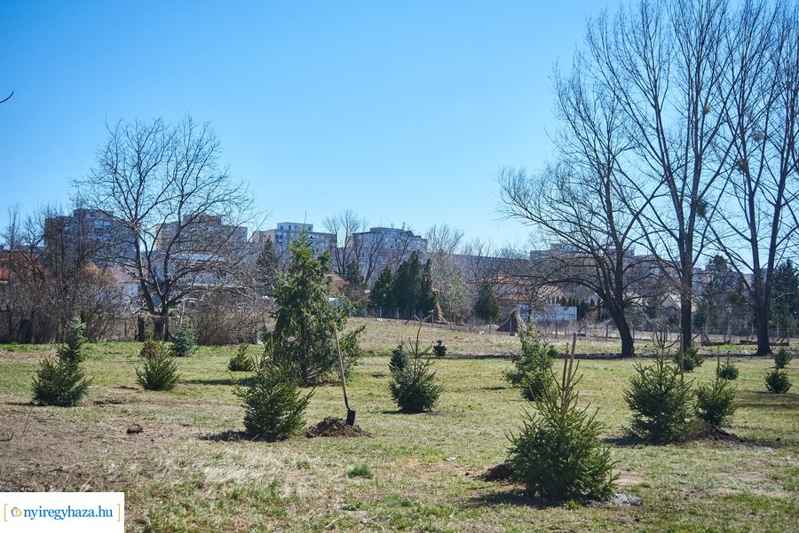 Faültetés a Bujtoson