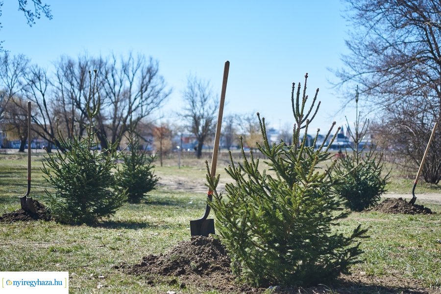 Faültetés a Bujtoson