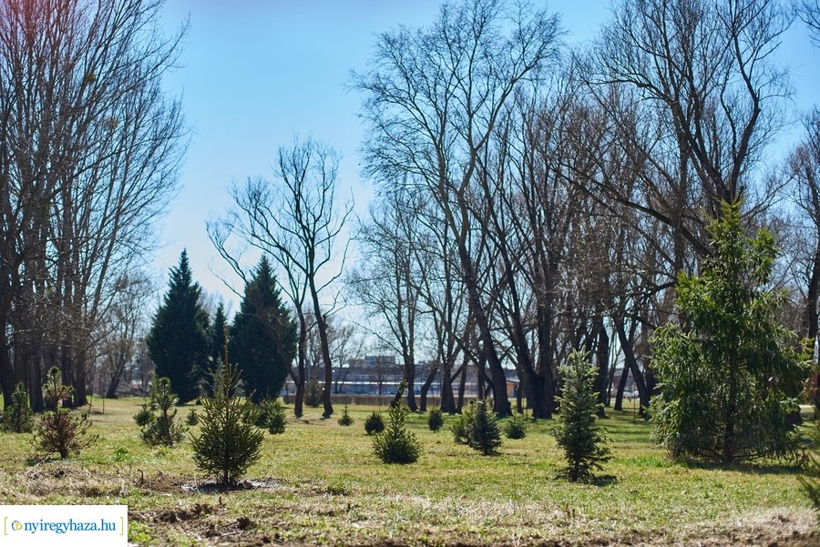 Faültetés a Bujtoson