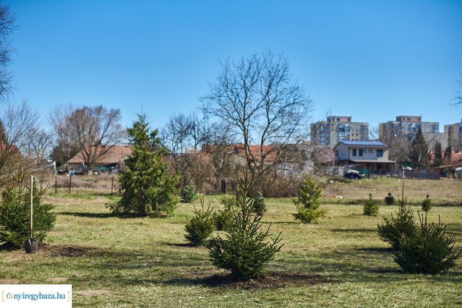 Faültetés a Bujtoson