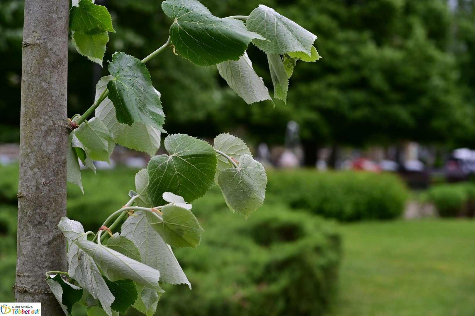 Faültetés a Hősök terén 2025 májusában