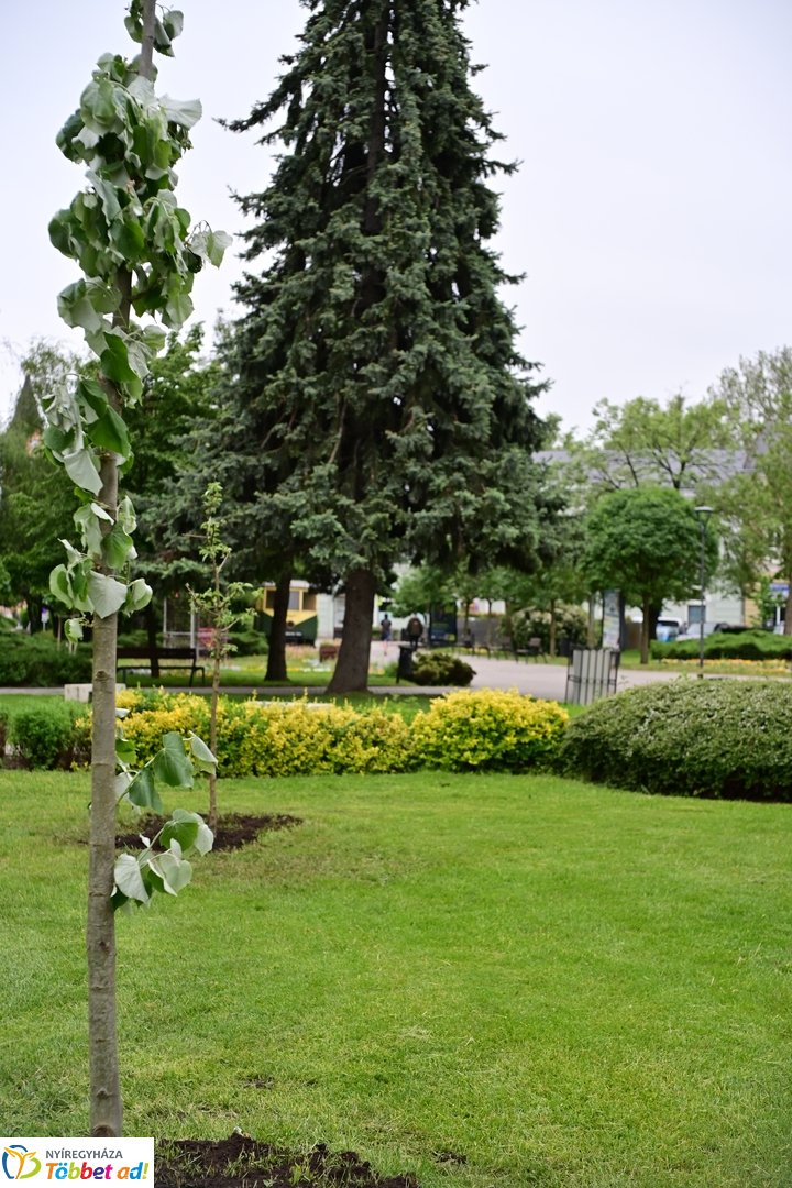 Faültetés a Hősök terén 2025 májusában