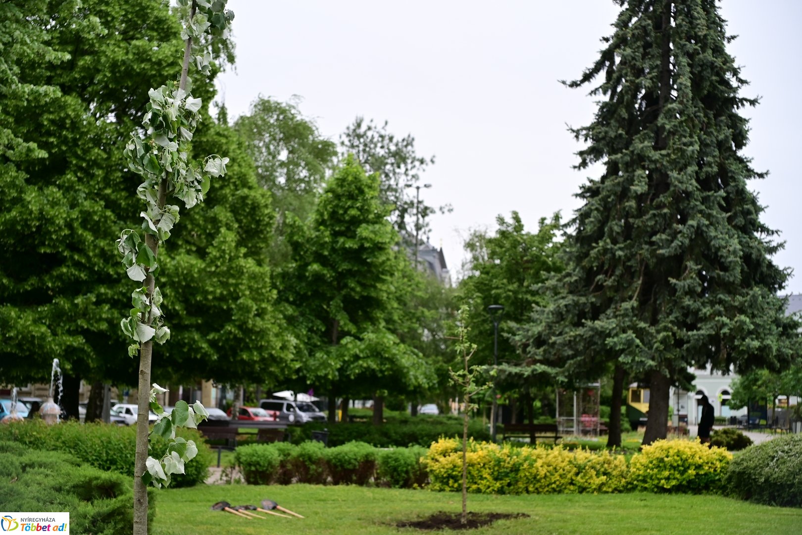 Faültetés a Hősök terén 2025 májusában