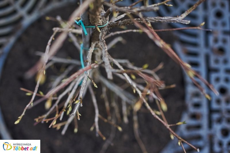 Faültetés a Hősök terén