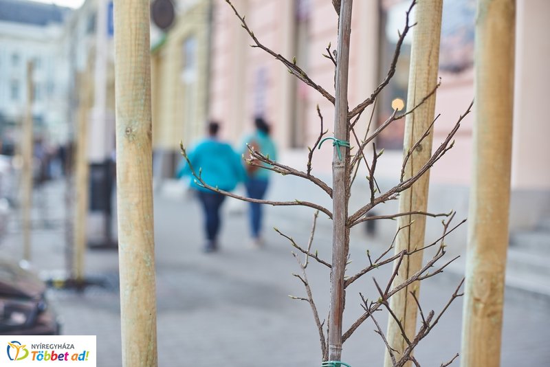 Faültetés a Hősök terén