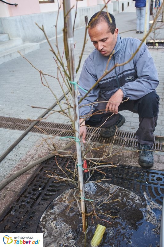 Faültetés a Hősök terén