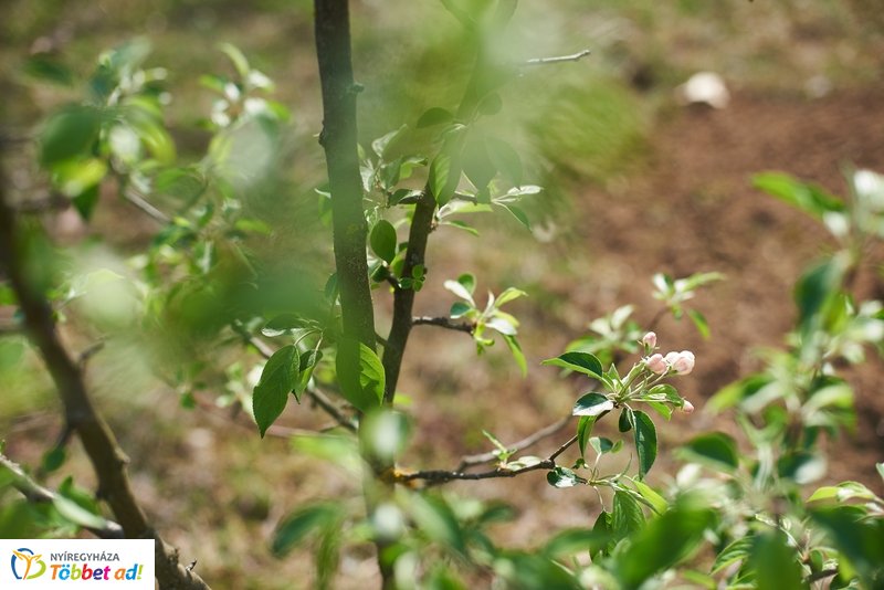 Faültetés a kertvárosi iskolában