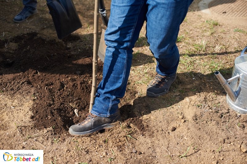 Faültetés a kertvárosi iskolában