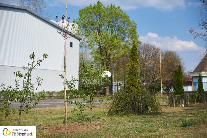 Faültetés a kertvárosi iskolában