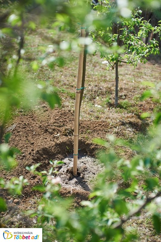 Faültetés a kertvárosi iskolában