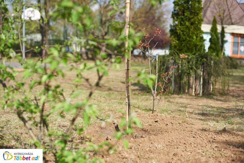 Faültetés a kertvárosi iskolában