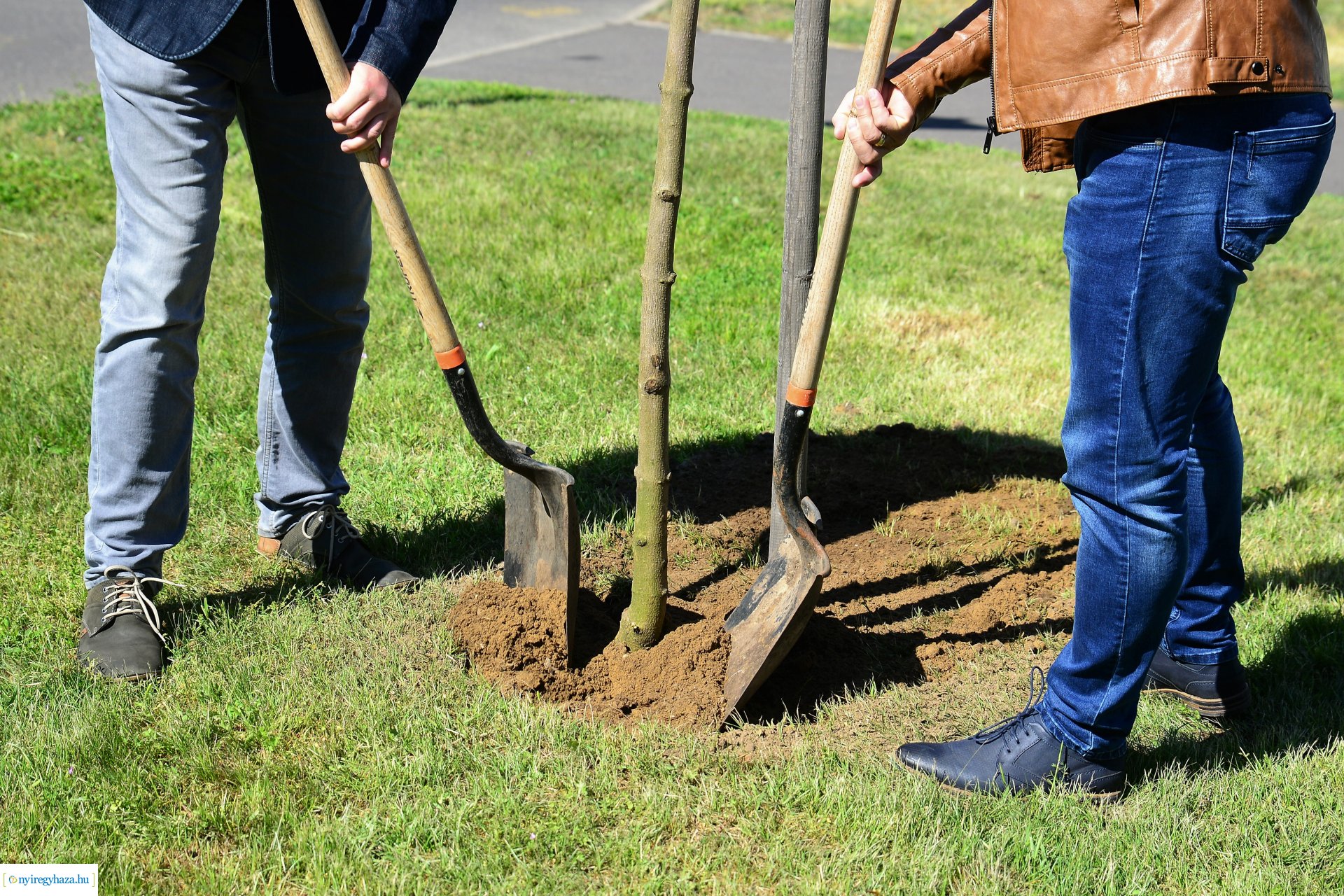 Faültetés a Kossuth utca-Sarkantyú utca sarkán