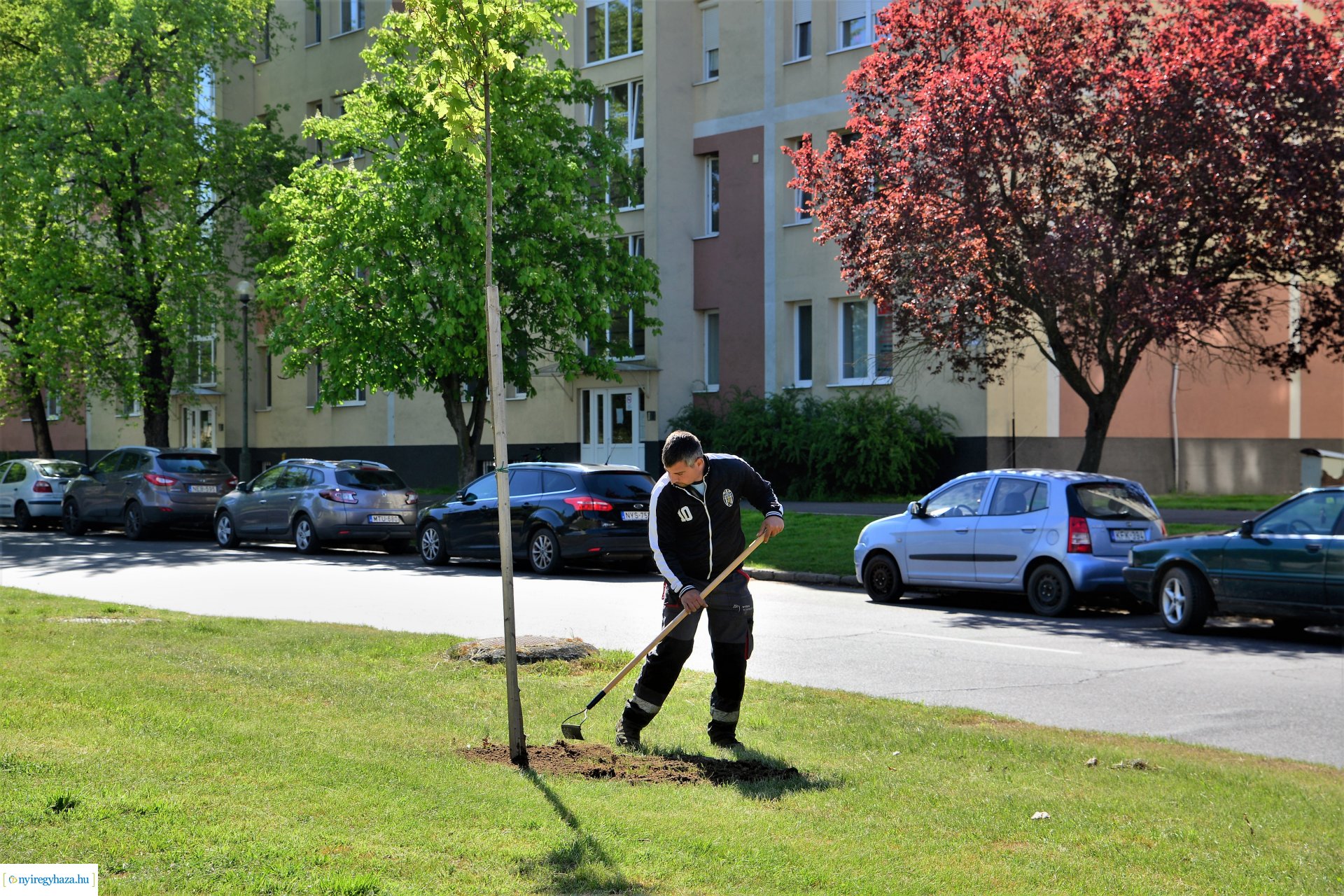 Faültetés a Kossuth utca-Sarkantyú utca sarkán
