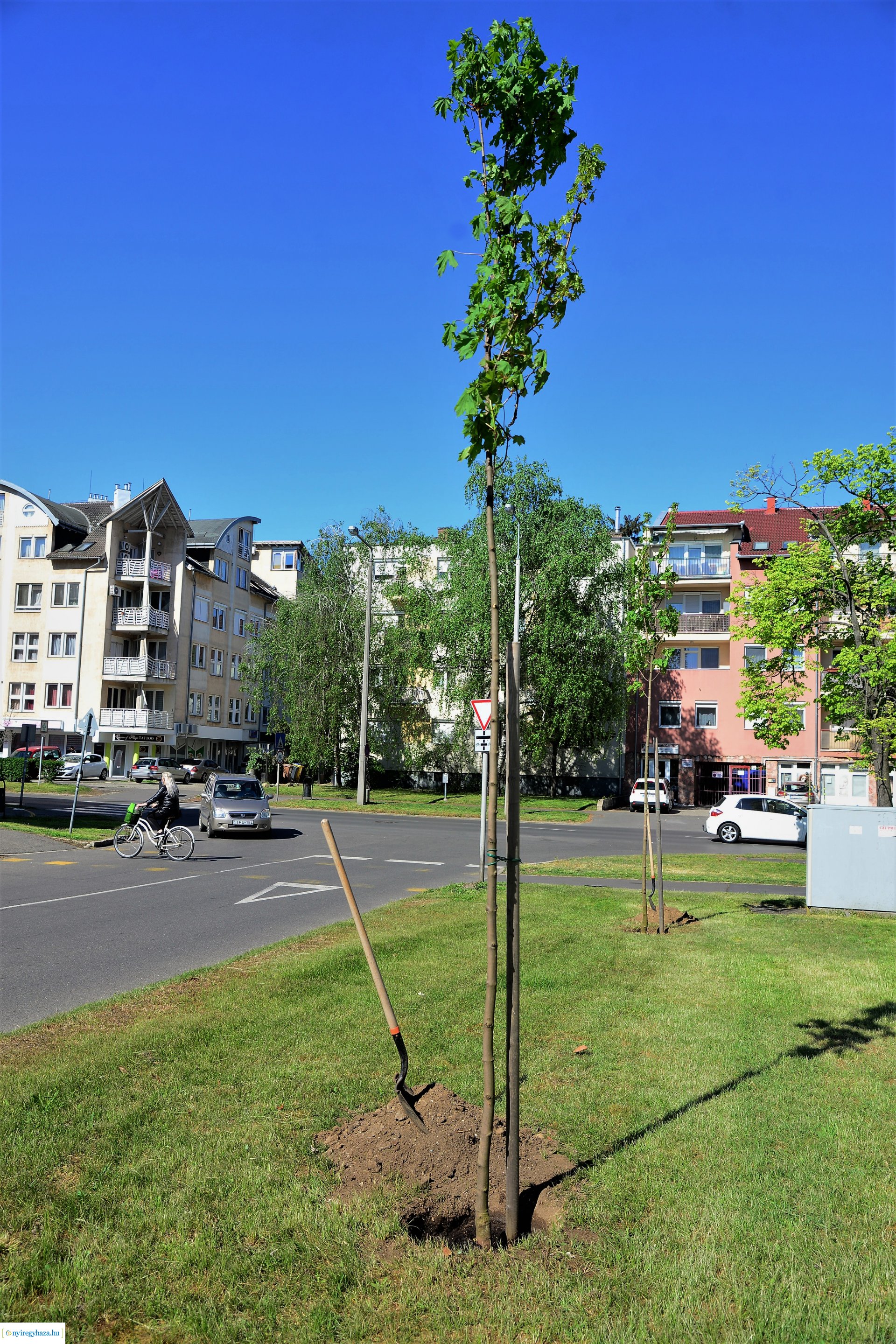Faültetés a Kossuth utca-Sarkantyú utca sarkán