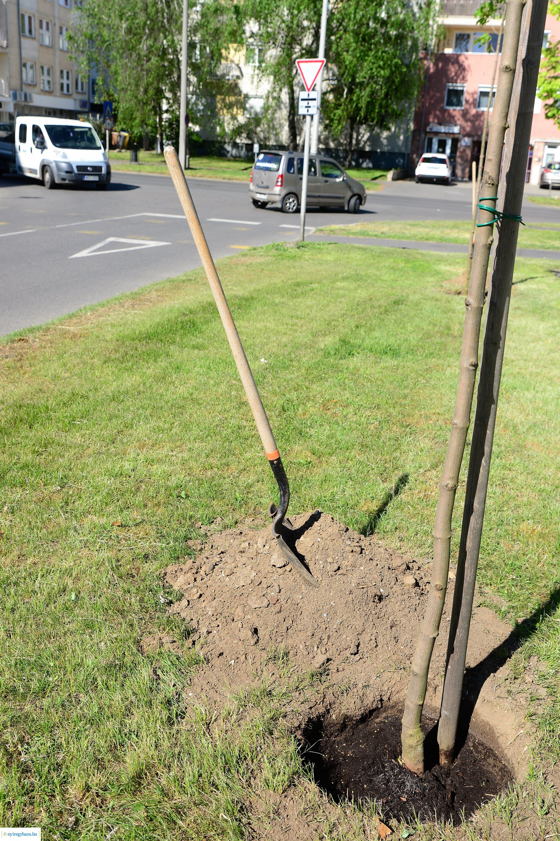 Faültetés a Kossuth utca-Sarkantyú utca sarkán