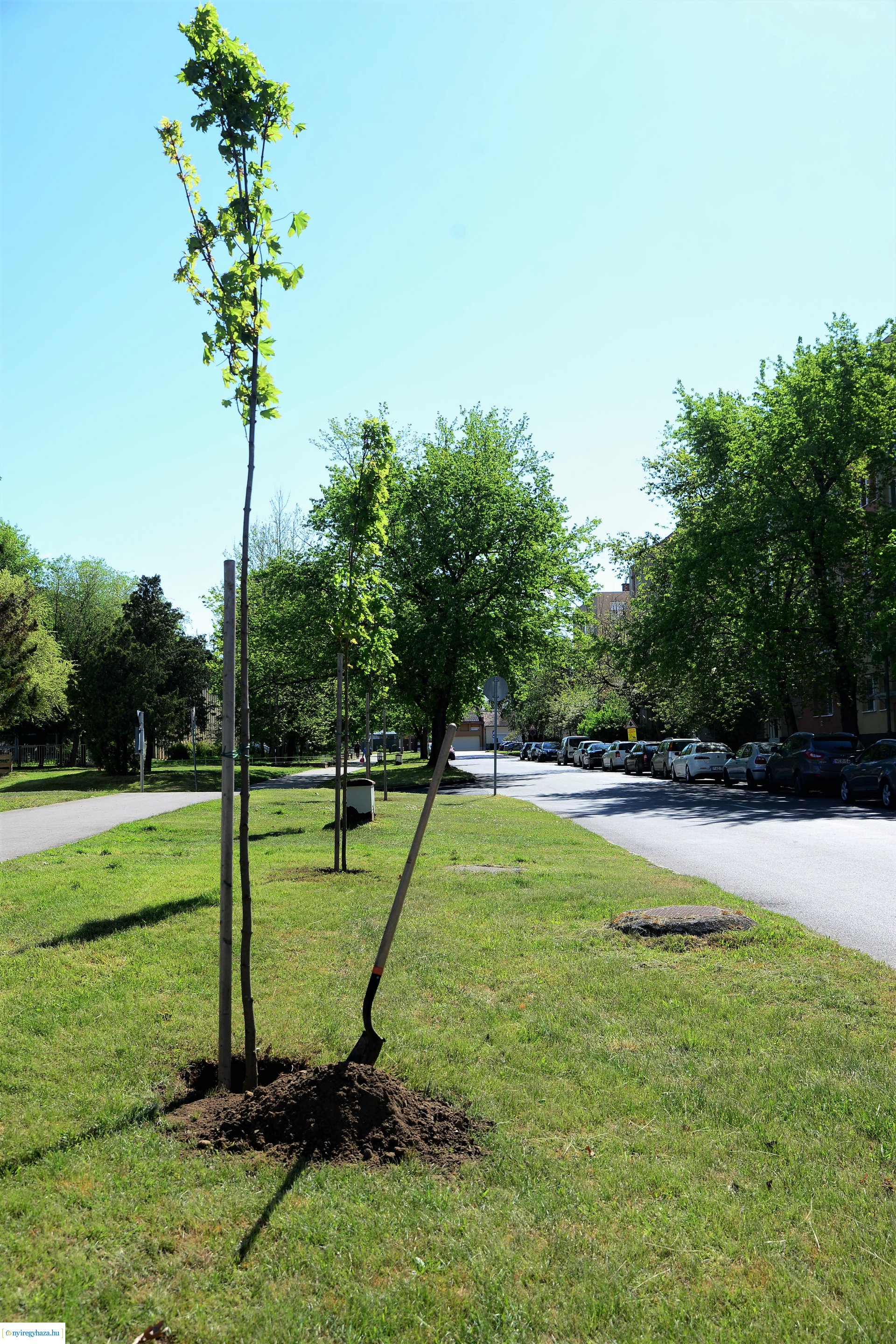 Faültetés a Kossuth utca-Sarkantyú utca sarkán