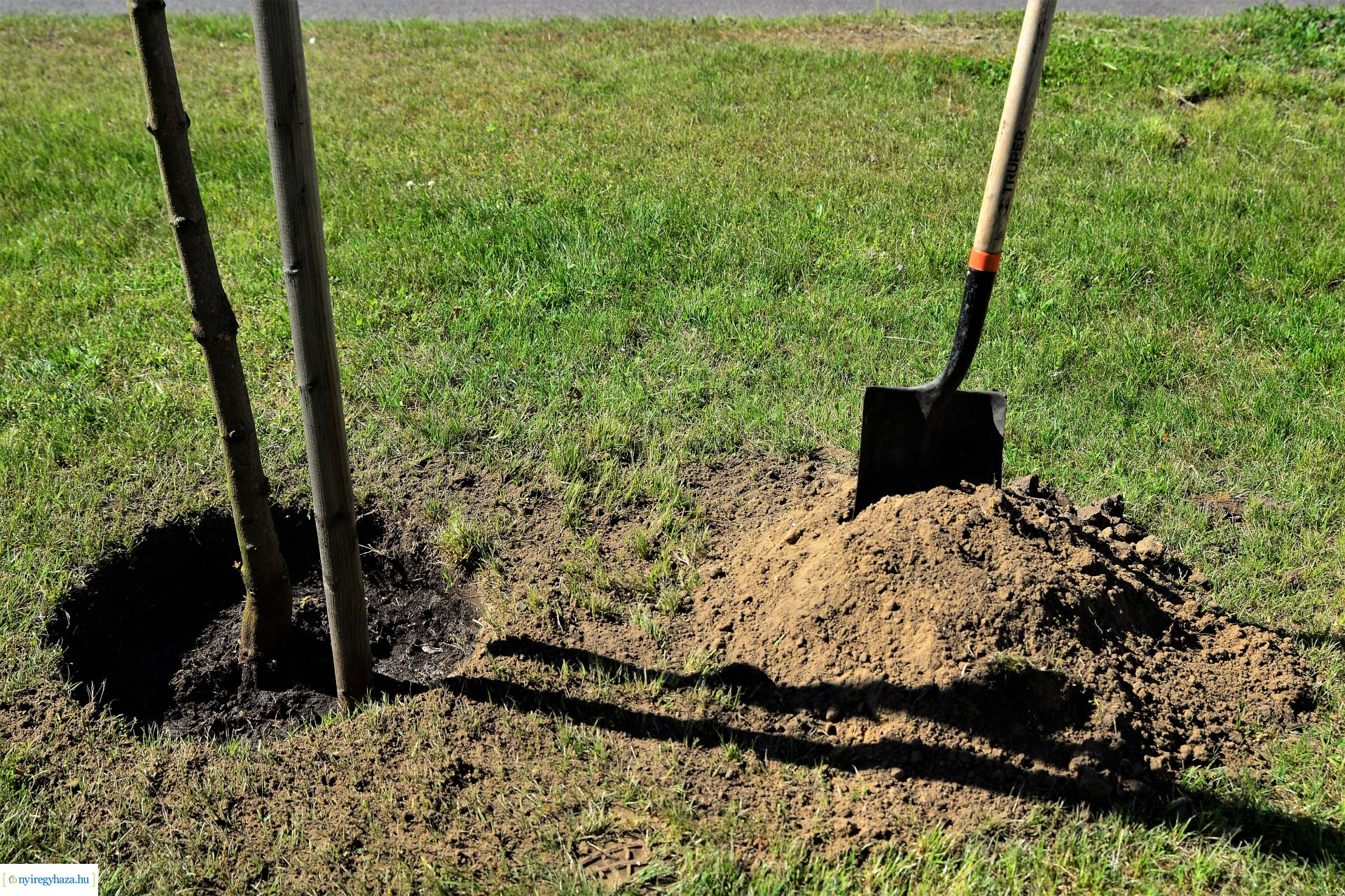 Faültetés a Kossuth utca-Sarkantyú utca sarkán