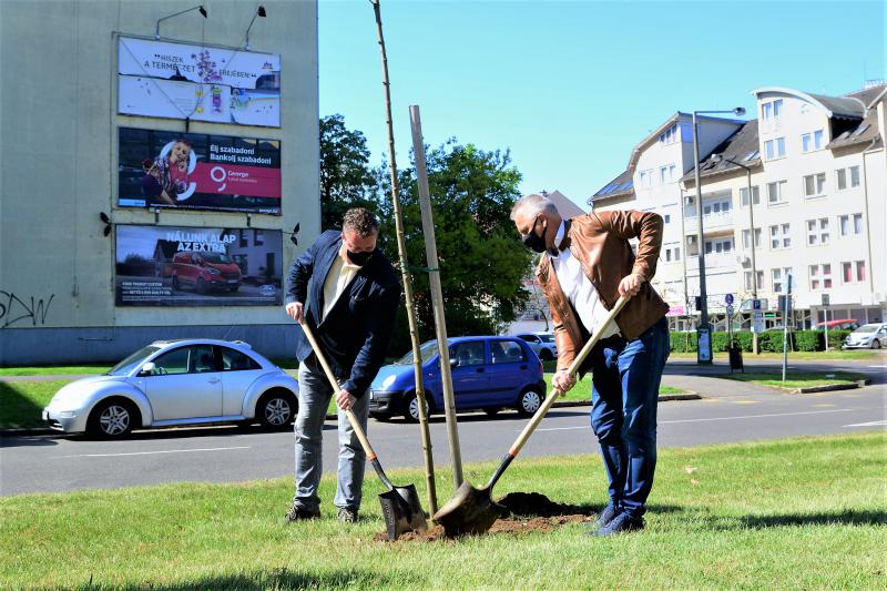 Faültetés a Kossuth utca-Sarkantyú utca sarkán