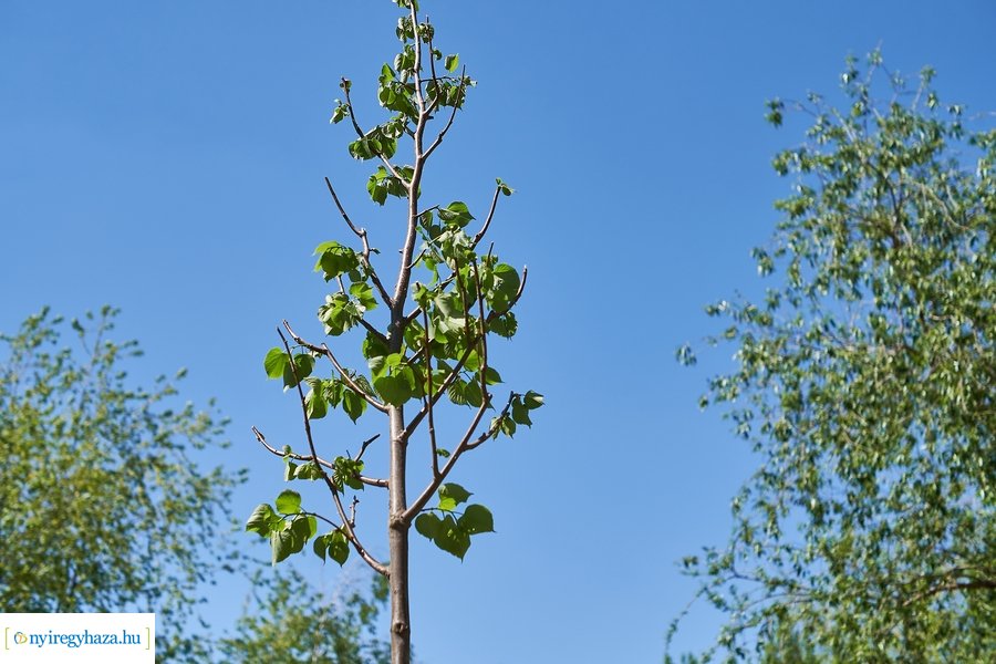 Faültetés a Malomkertben