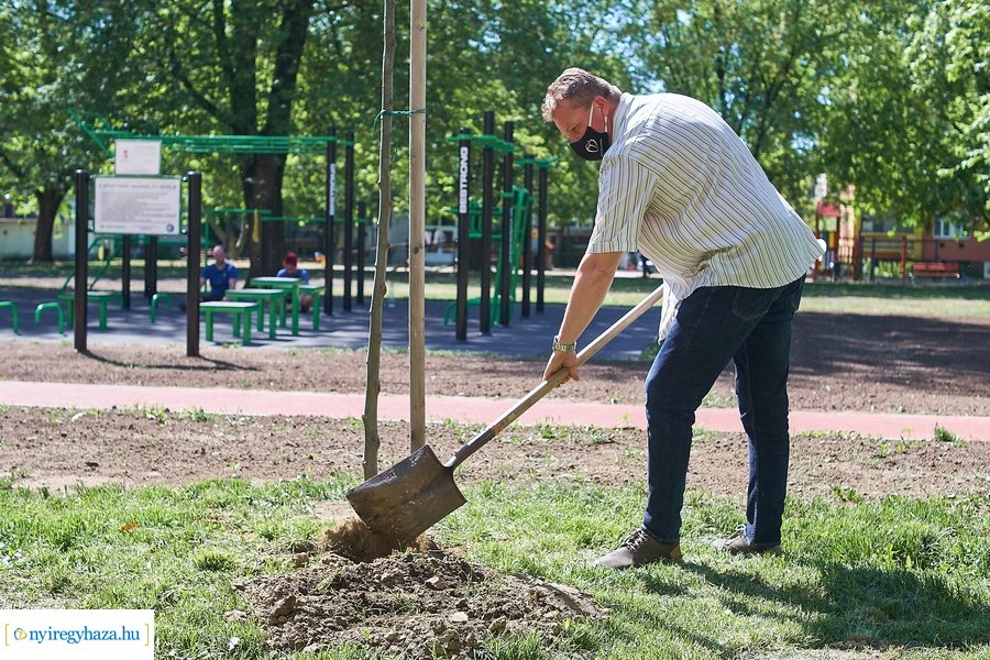 Faültetés a Malomkertben
