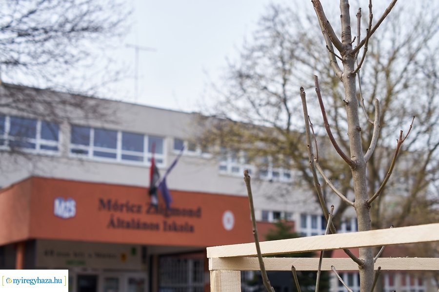 Faültetés a Móricz iskola előtt