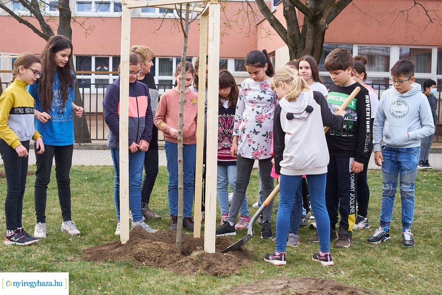 Faültetés a Móricz iskola előtt