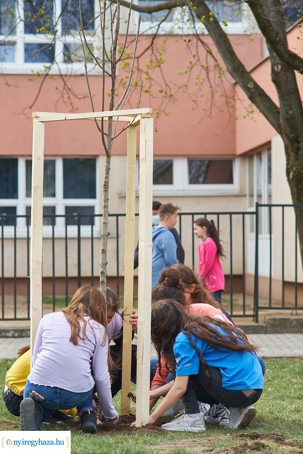 Faültetés a Móricz iskola előtt