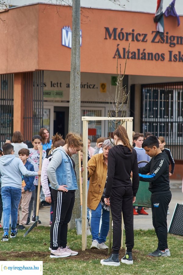 Faültetés a Móricz iskola előtt