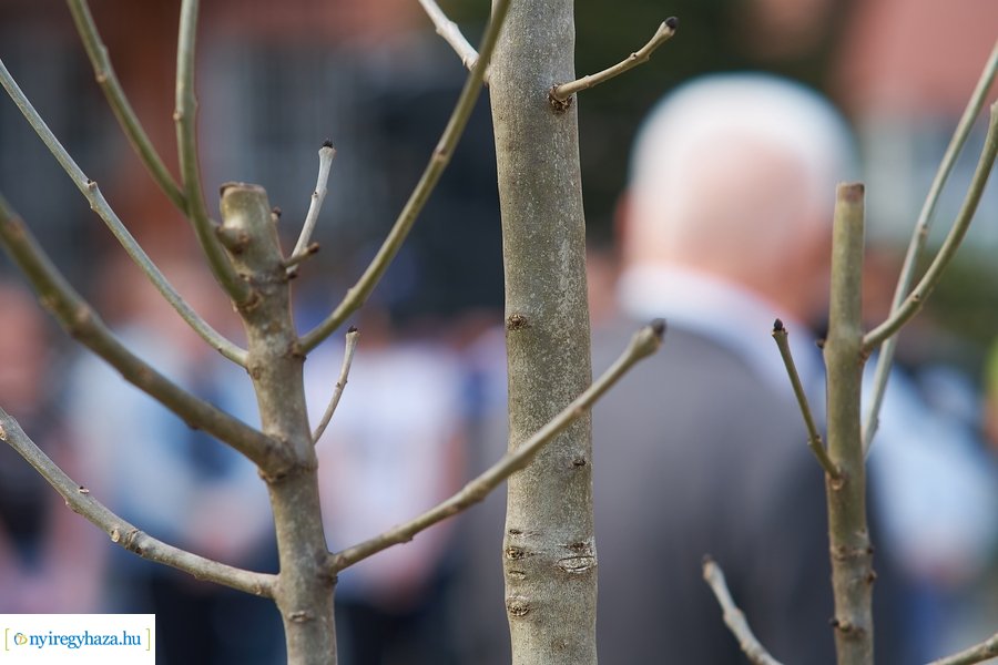 Faültetés a Móricz iskola előtt