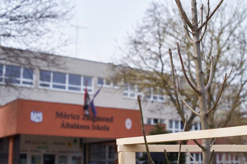 Faültetés a Móricz iskola előtt