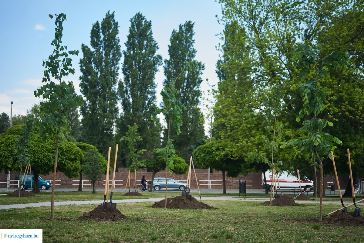 Faültetés a Pazonyi téren