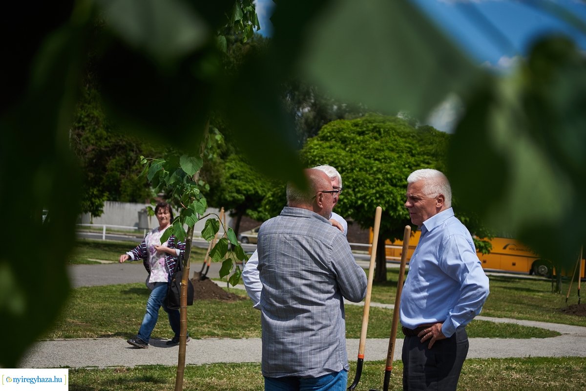 Faültetés a Pazonyi téren