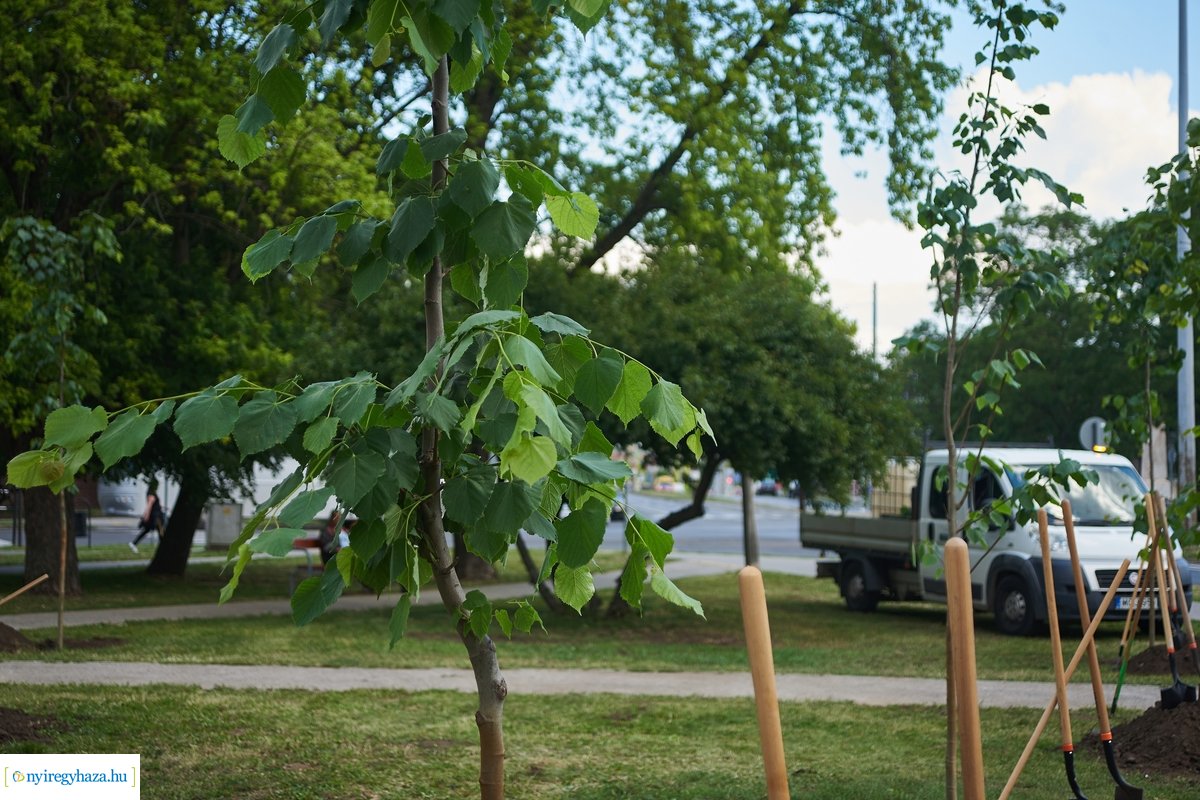 Faültetés a Pazonyi téren