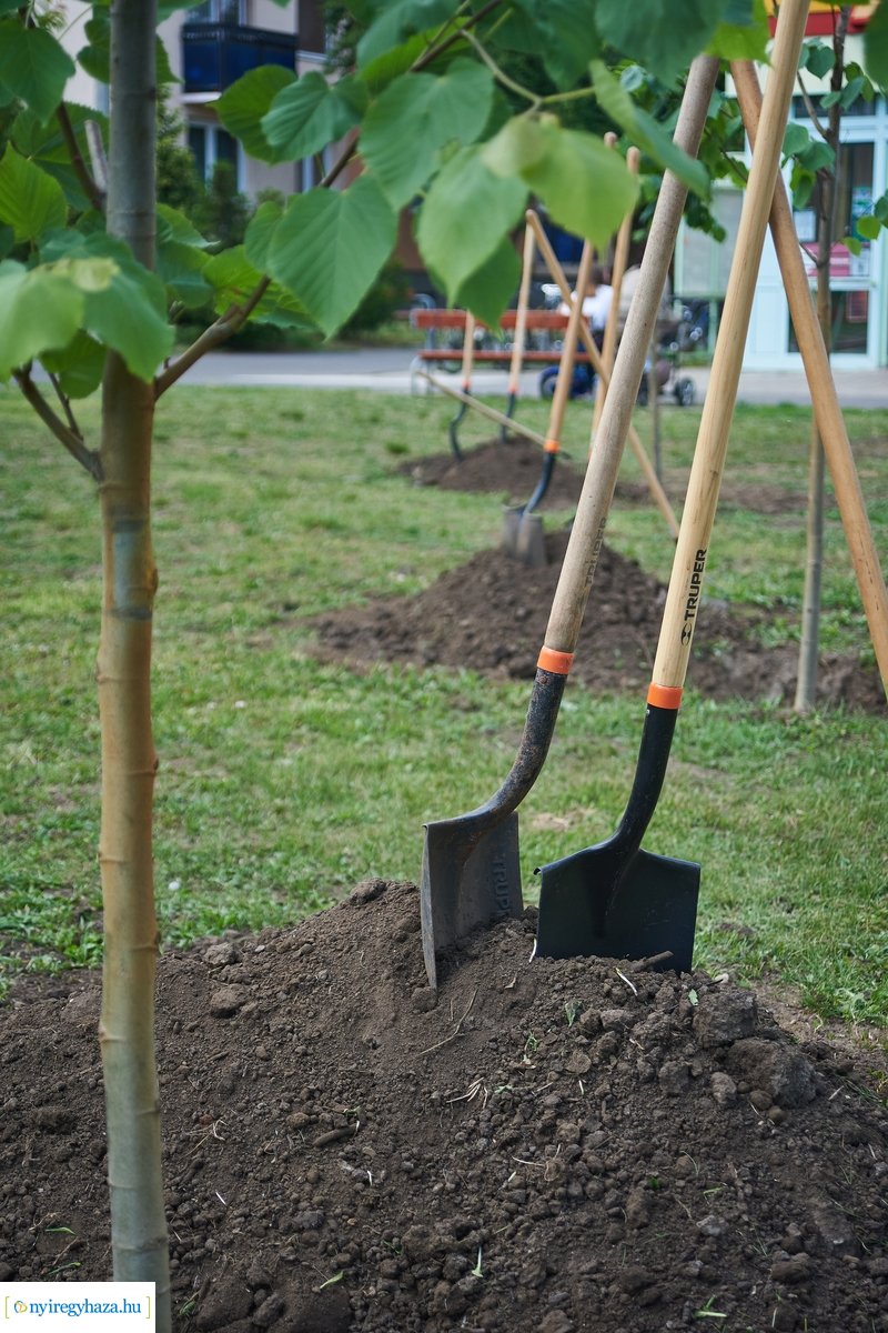 Faültetés a Pazonyi téren