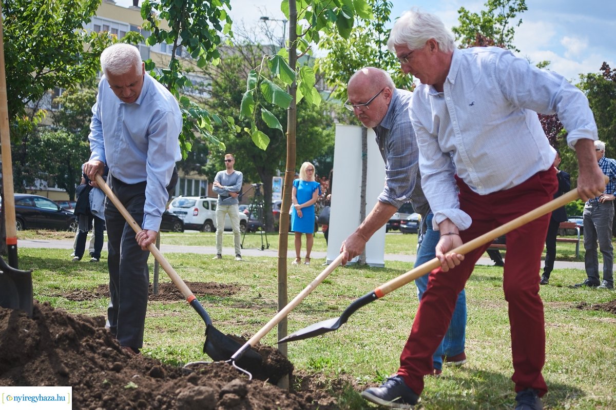 Faültetés a Pazonyi téren