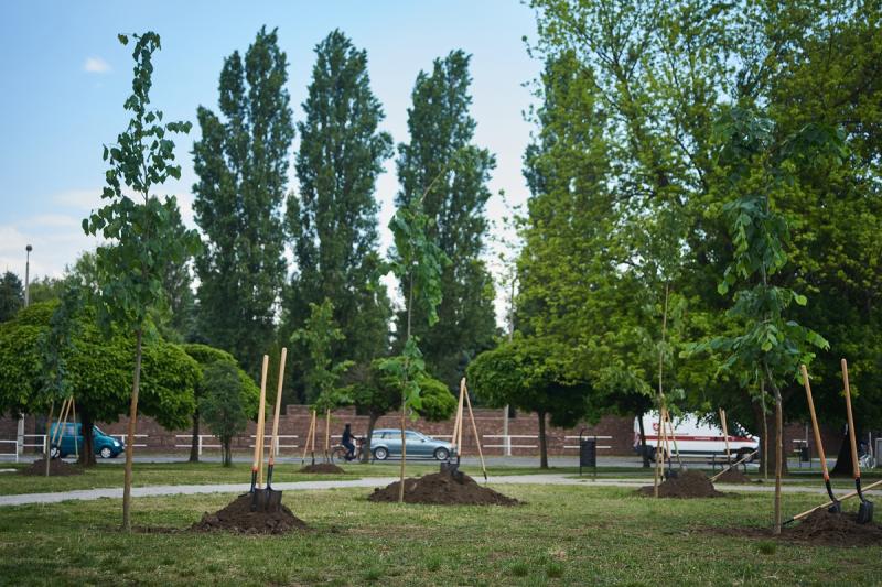 Faültetés a Pazonyi téren