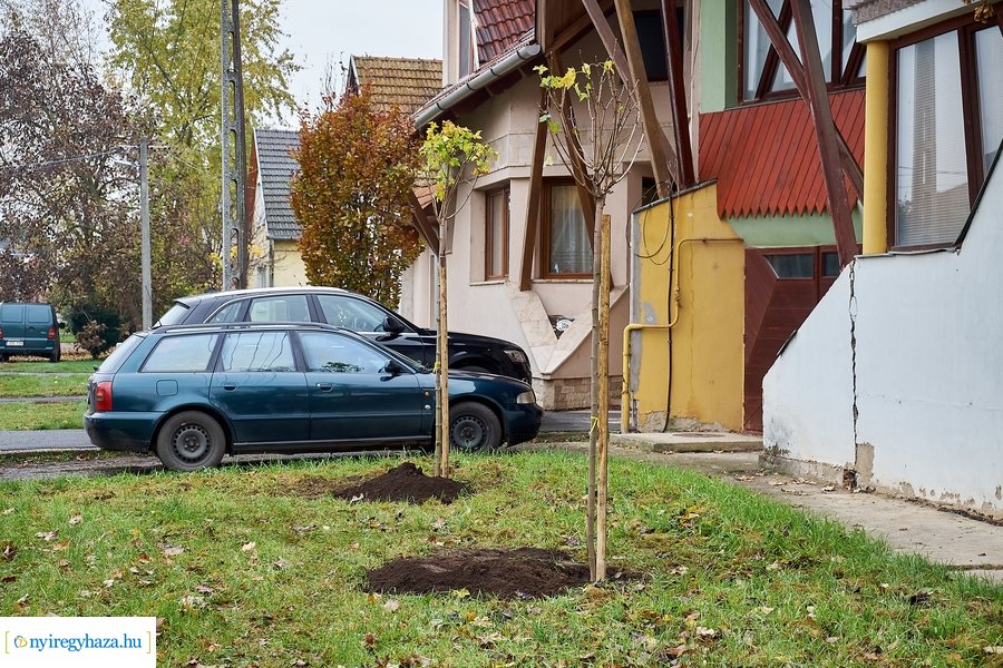 Faültetés a Rózsa utcán