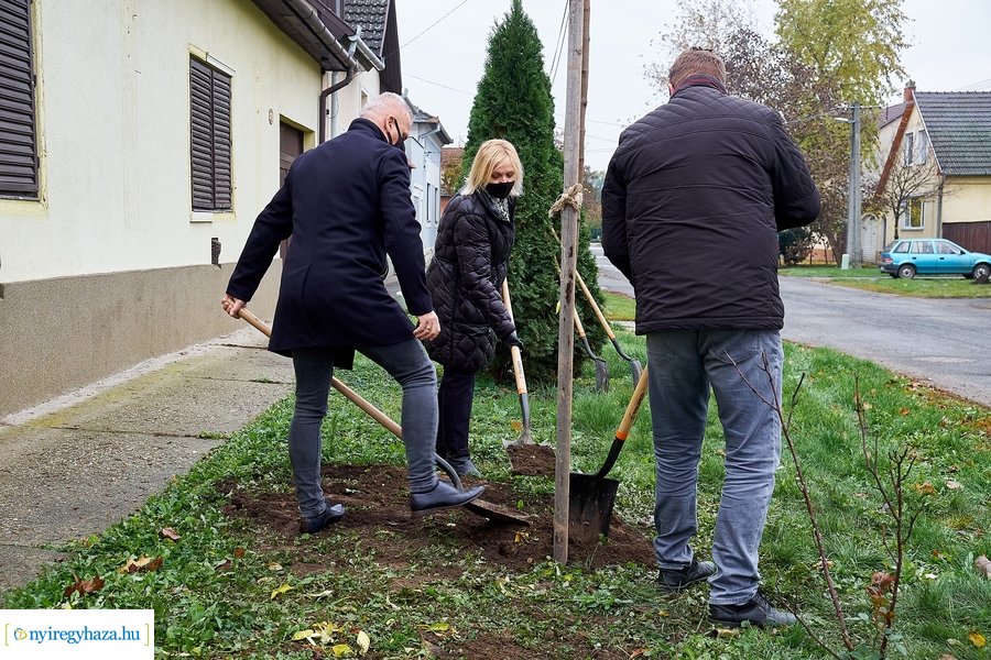 Faültetés a Rózsa utcán