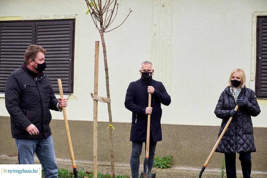Faültetés a Rózsa utcán